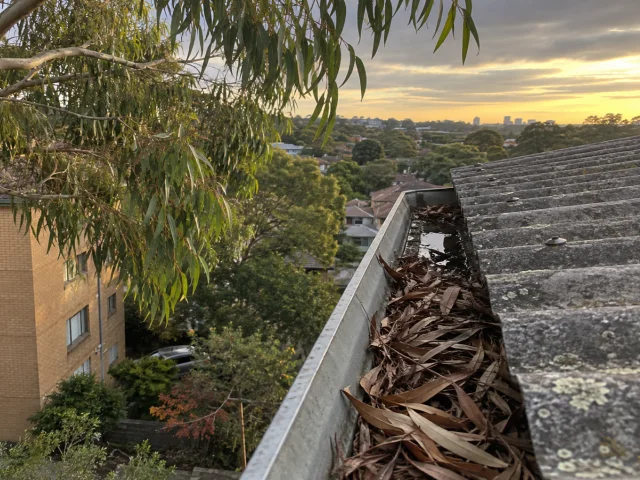 A gutter full of gum leaves